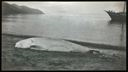 Image of White Whale On Beach [beluga]